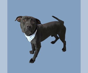 Mutt Dogs for adoption in Bakersfield, CA, USA