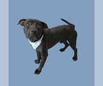 Small Mutt