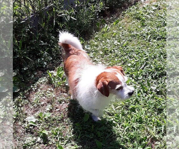 Medium Photo #2 Mutt Puppy For Sale in Rootstown, OH, USA