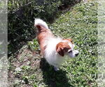 Small #1 Mutt