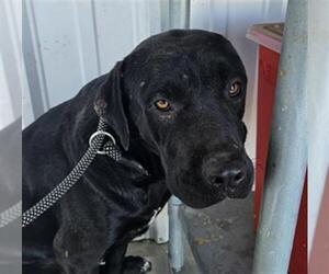 American Pit Bull Terrier Dogs for adoption in Bakersfield, CA, USA
