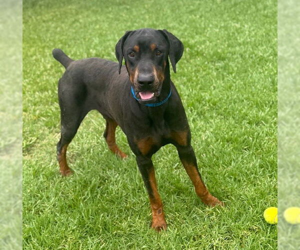 Medium Photo #2 Doberman Pinscher Puppy For Sale in Riverside, CA, USA