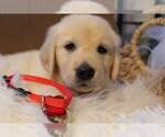 Small Photo #3 Golden Retriever Puppy For Sale in CARLTON, GA, USA