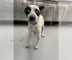 Small Mutt