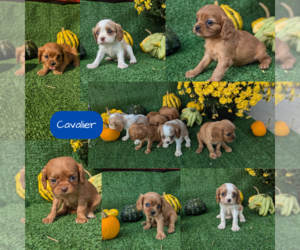 Cavalier King Charles Spaniel Puppy for sale in GOSHEN, IN, USA