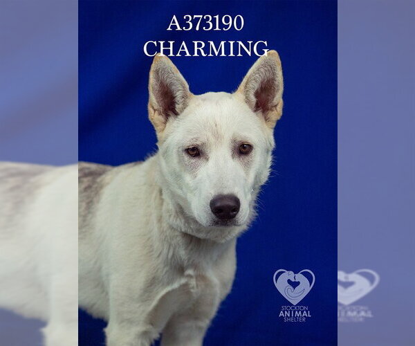 Medium Photo #1 German Shepherd Dog Puppy For Sale in Stockton, CA, USA