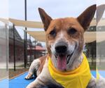 Small Shiba Inu Mix