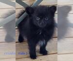 Image preview for Ad Listing. Nickname: Litter of 3