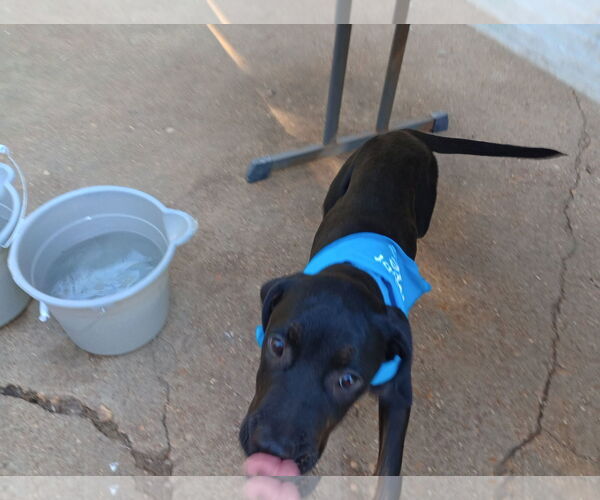 Medium Photo #14 Labrador Retriever-Unknown Mix Puppy For Sale in Munford, TN, USA