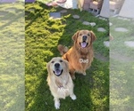 Small Photo #6 Golden Retriever Puppy For Sale in MADERA, CA, USA