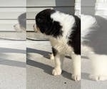 Small Photo #10 Australian Shepherd Puppy For Sale in SHALLOTTE, NC, USA