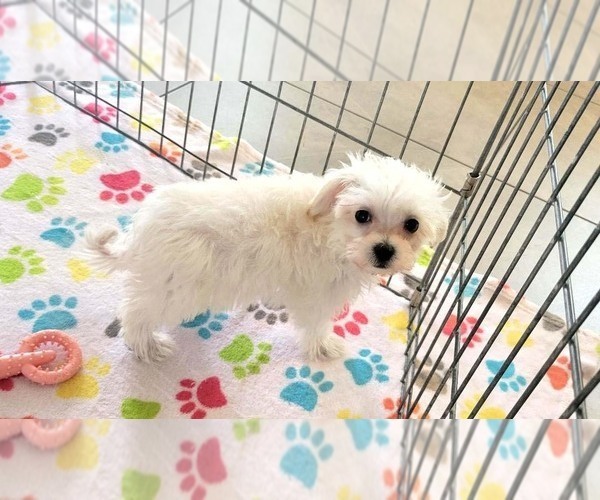 Medium Photo #14 Maltipoo (Toy) Puppy For Sale in ORO VALLEY, AZ, USA