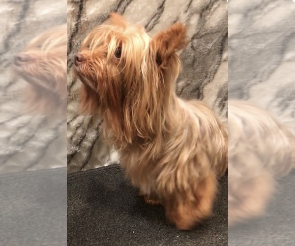 Medium Photo #2 Yorkshire Terrier Puppy For Sale in MOUNT CARMEL, PA, USA