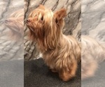 Small #1 Yorkshire Terrier