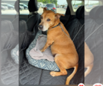 Small #2 Mountain Cur-Rhodesian Ridgeback Mix