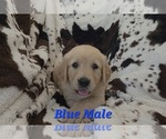 Puppy Blue Male Golden Retriever