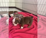 Small Photo #5 Bulldog Puppy For Sale in SPRING HILL, FL, USA