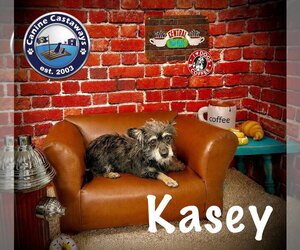 Kasey - Female Chihuahua-Unknown Mix Dog for Adoption - Photo #3