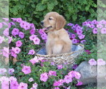 Small Photo #18 Golden Retriever Puppy For Sale in THORP, WI, USA