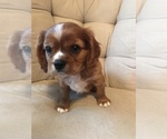 Small Photo #4 Cavalier King Charles Spaniel Puppy For Sale in LAKELAND, FL, USA
