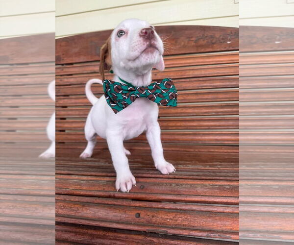 Medium Photo #31 Bullboxer Pit Puppy For Sale in Germantown, OH, USA