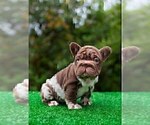 Small French Bulldog