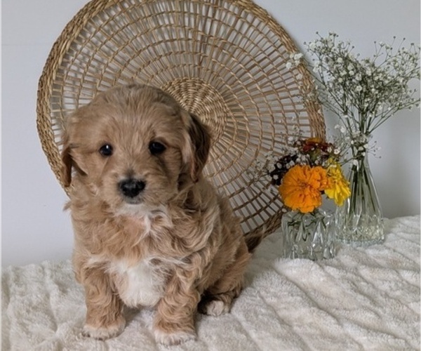 Medium Photo #11 Poovanese Puppy For Sale in GOSHEN, IN, USA