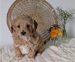 Small Photo #36 Poovanese Puppy For Sale in GOSHEN, IN, USA