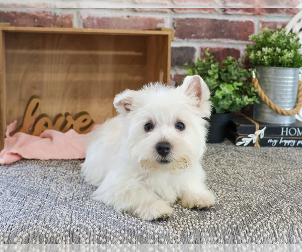Medium Photo #7 West Highland White Terrier Puppy For Sale in SYRACUSE, IN, USA
