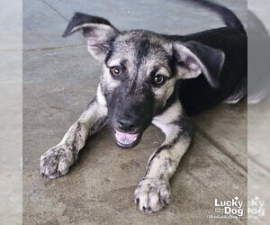 Flynn - Male Retriever -Unknown Mix Dog for Adoption - Photo #5