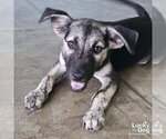 Small #4 Retriever  Mix