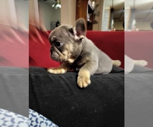 French Bulldog Puppy for sale in BETHALTO, IL, USA