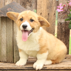 Medium Pembroke Welsh Corgi