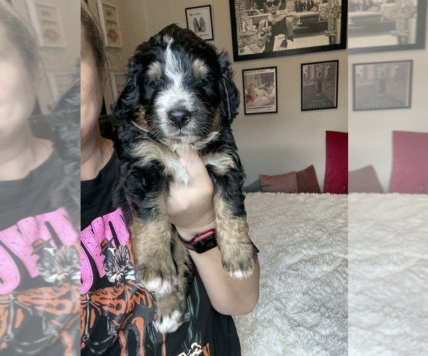 Medium Photo #31 Bernedoodle Puppy For Sale in BELMONT, NC, USA