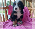 Puppy Puppy 1 Bernese Mountain Dog