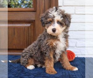 Bernedoodle (Miniature) Puppy for sale in NARVON, PA, USA