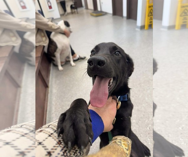 Medium Photo #14 Labrador Retriever-Unknown Mix Puppy For Sale in Holly Springs, NC, USA