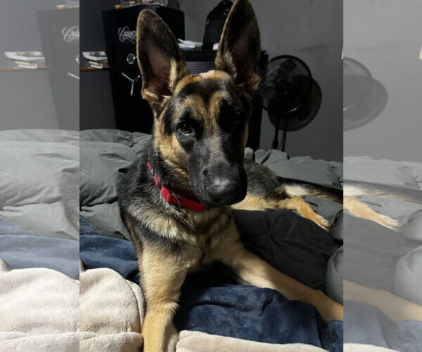 Medium Photo #12 German Shepherd Dog-Unknown Mix Puppy For Sale in Princeton, MN, USA
