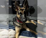 Small #11 German Shepherd Dog Mix