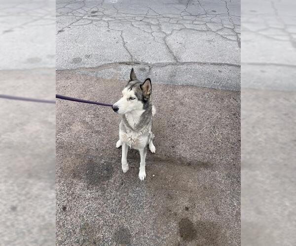 Medium Photo #1 Siberian Husky-Unknown Mix Puppy For Sale in Las Vegas, NV, USA