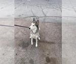 Small Siberian Husky Mix
