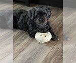 Small #3 Shih Tzu Mix
