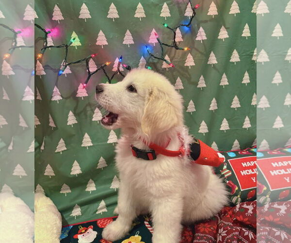 Medium Photo #5 Great Pyrenees Puppy For Sale in Spring, TX, USA