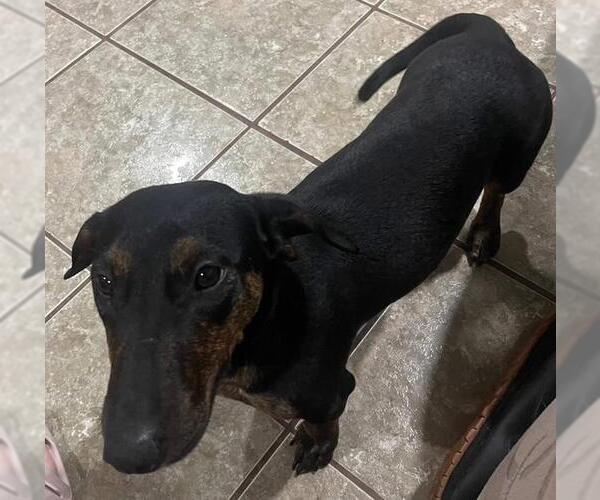 Medium Photo #2 Bull Terrier-Dachshund Mix Puppy For Sale in Los Angeles, CA, USA