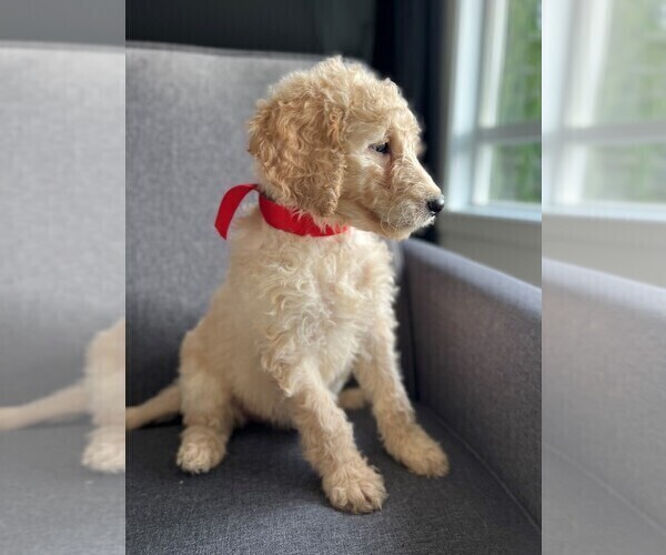 Medium Photo #5 Goldendoodle Puppy For Sale in PORTLAND, OR, USA