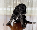Small Photo #5 Miniature Australian Shepherd-Miniature Bernedoodle Mix Puppy For Sale in BLUE SPRINGS, MO, USA