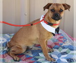 Small #1 Pug Mix