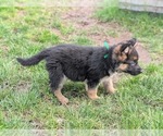 Small #3 German Shepherd Dog