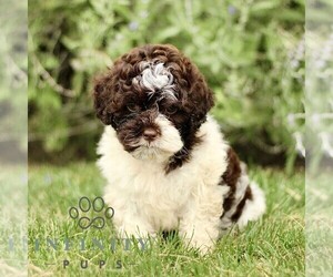 ShihPoo Puppy for sale in GORDONVILLE, PA, USA