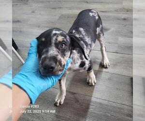 Labrador Retriever-Unknown Mix Dogs for adoption in San Antonio, TX, USA